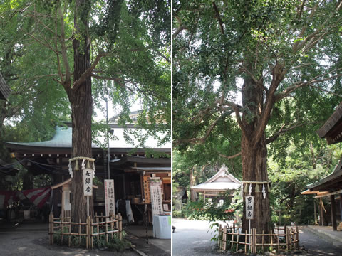 夫婦銀杏
