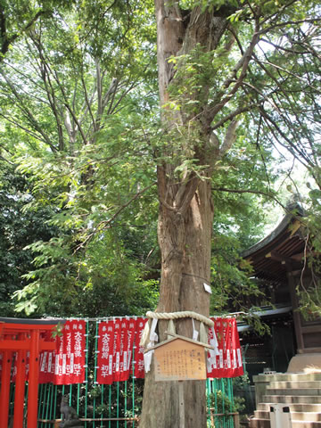 共生の木