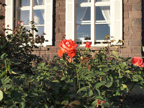 旧古河庭園で洋館とバラと紅葉のコラボを楽しむ