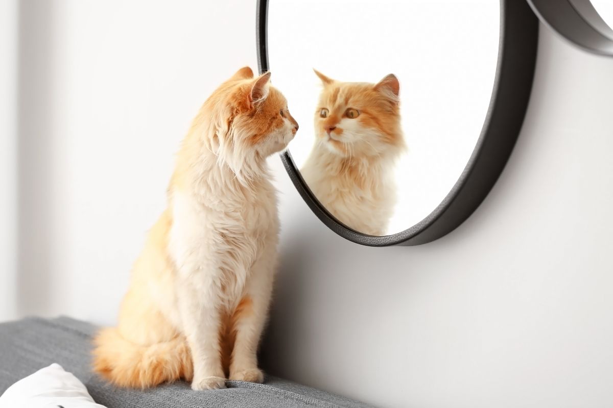 自分のことを「かわいい」と思う人生は最強説