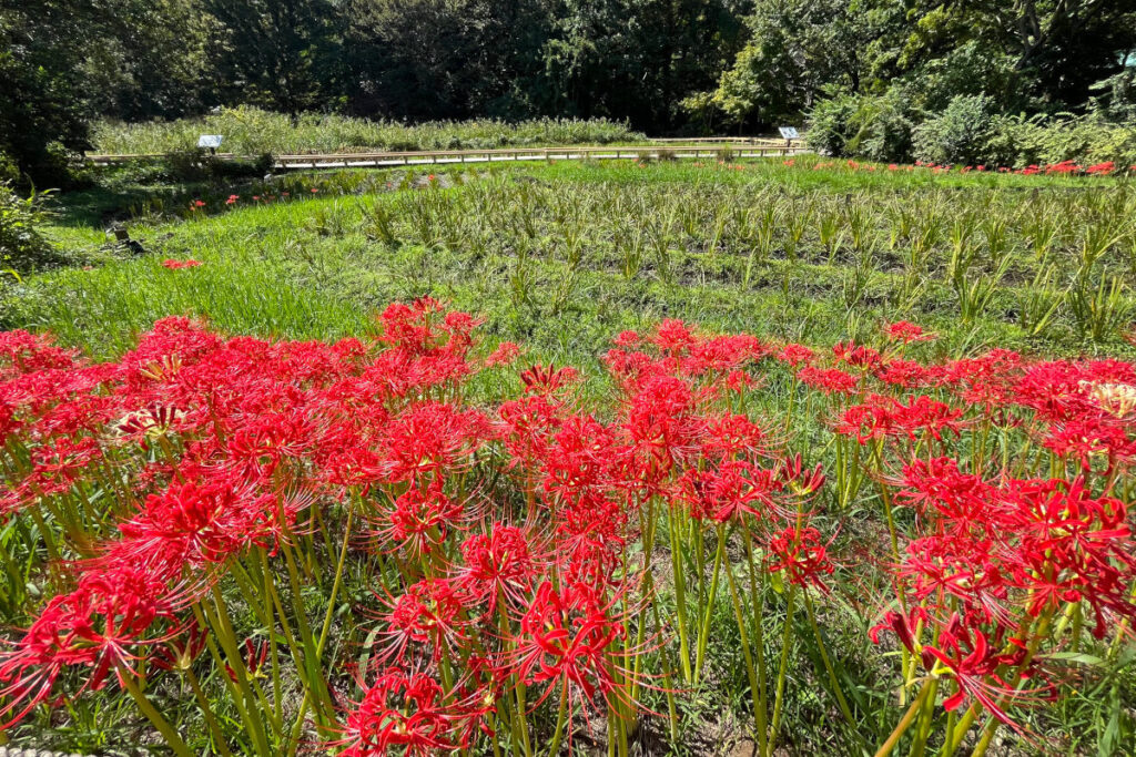 神代植物公園 水生植物園の彼岸花