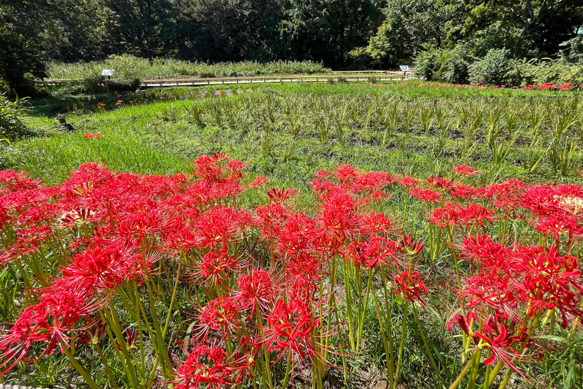 神代植物公園 水生植物園の彼岸花