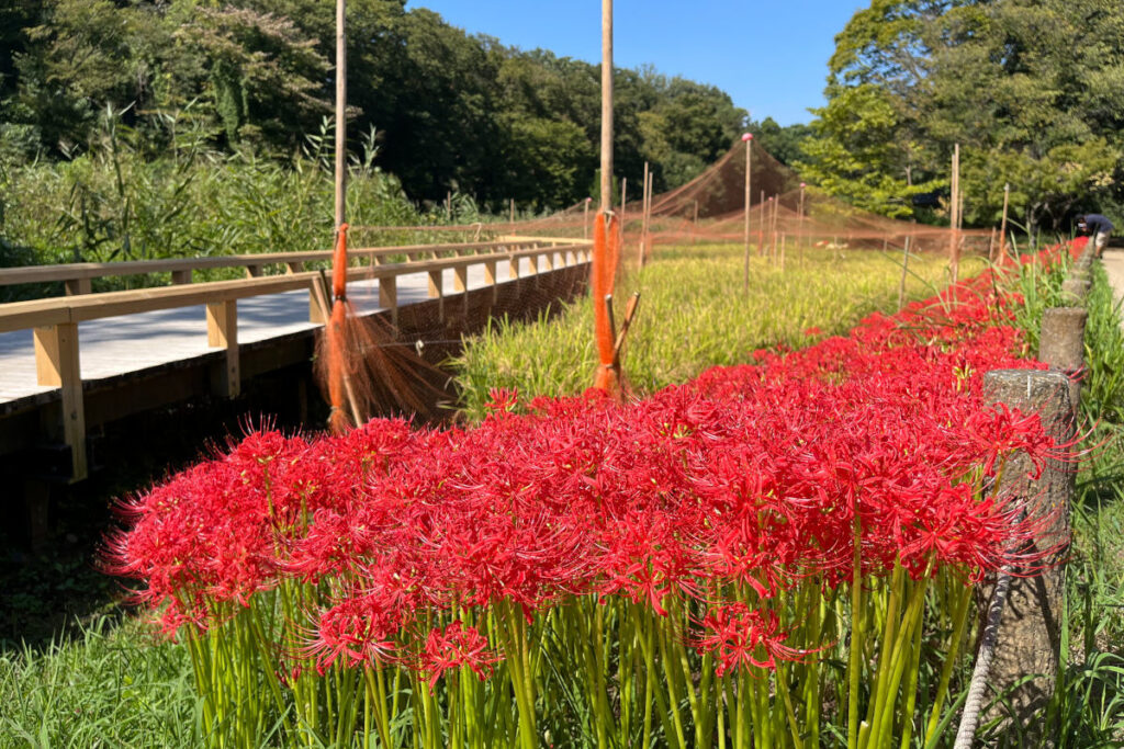 神代植物公園 水生植物園 彼岸花
