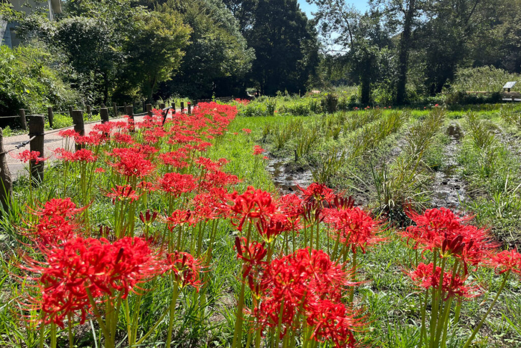 神代植物公園 水生植物園 彼岸花