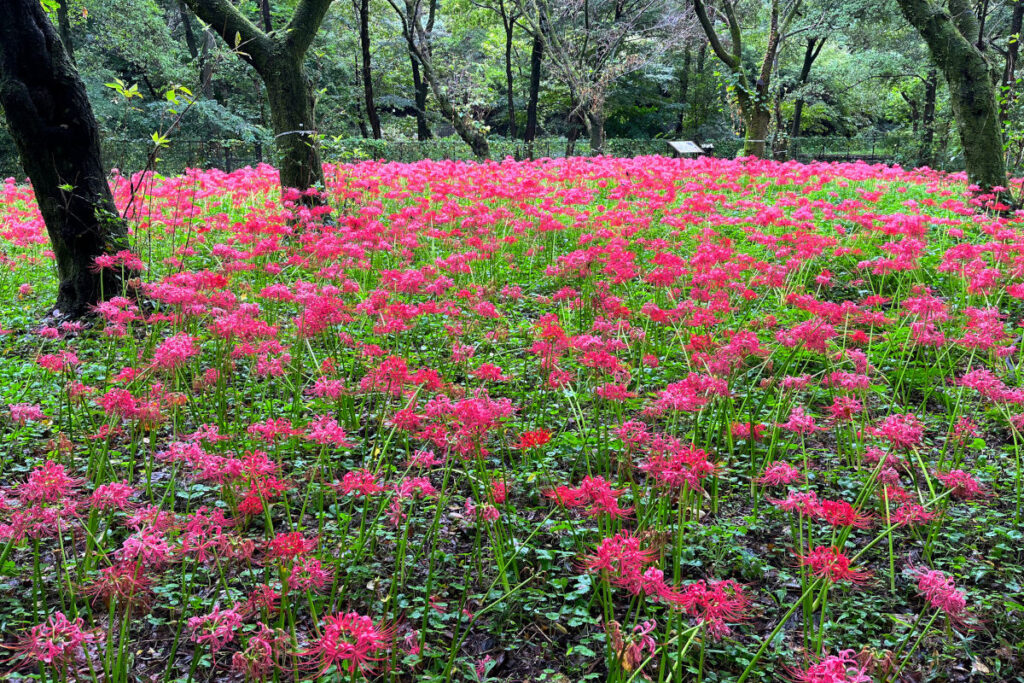 野川公園