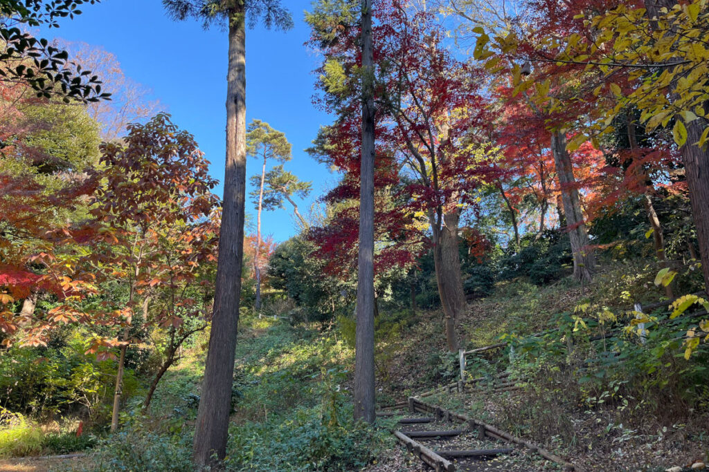 瀬田四丁目旧小坂緑地