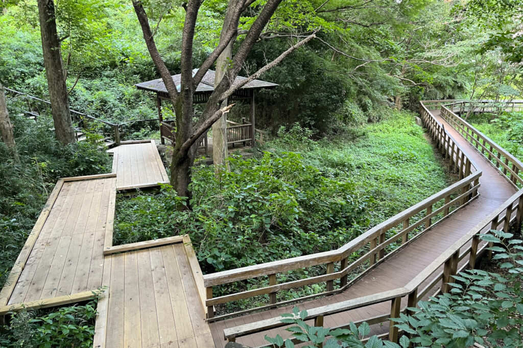 生田緑地水生植物鑑賞池