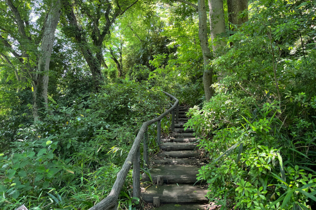 神代植物公園 水生植物園