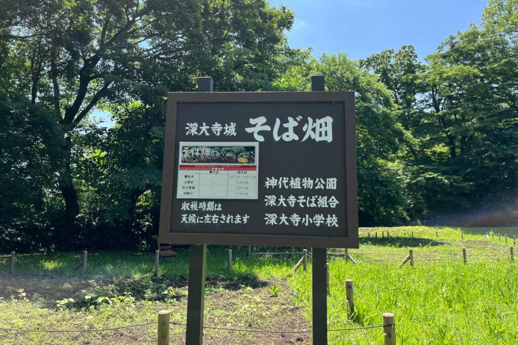 深大寺城そば畑
