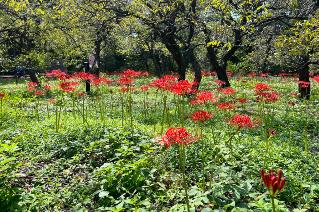 郷土の森博物館　彼岸花