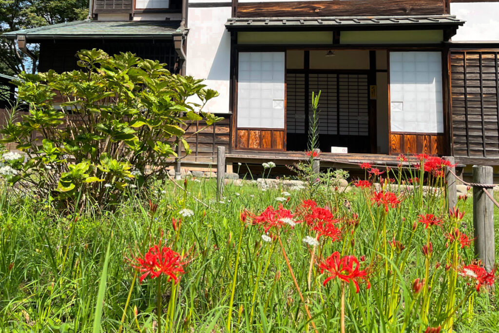 府中市郷土の森博物館　彼岸花