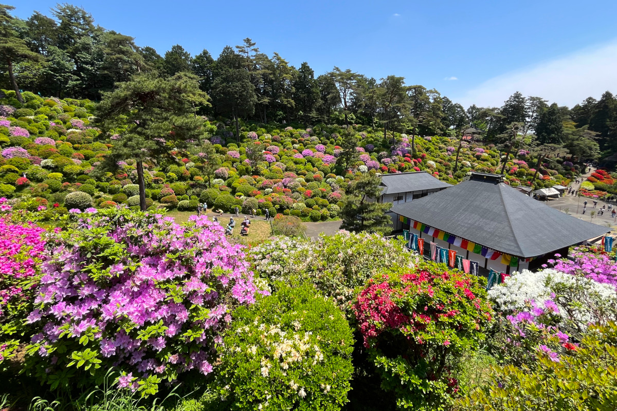 塩船観音寺のつつじ