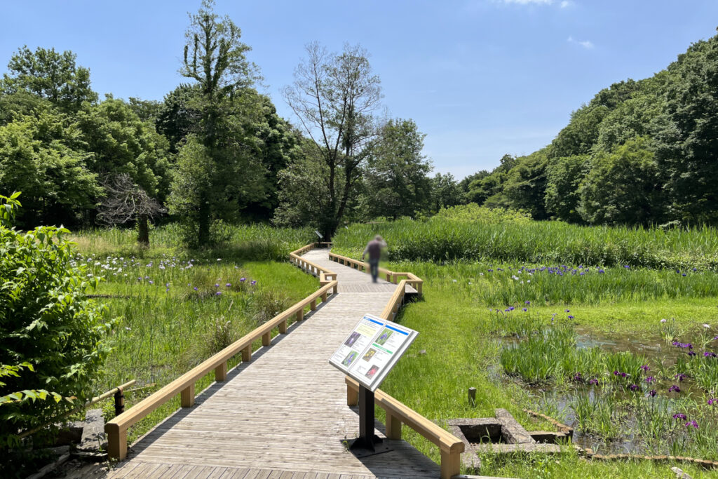 神代植物公園 水生植物園