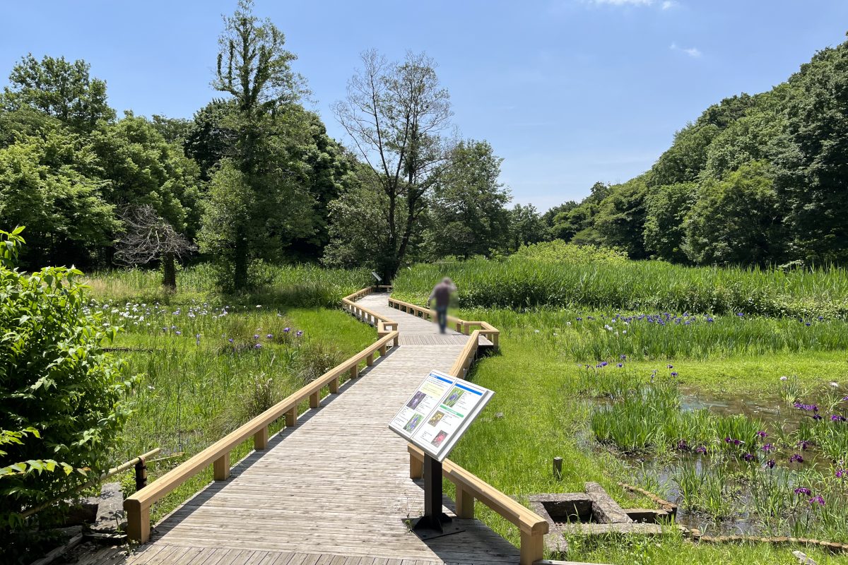 神代植物公園 水生植物園