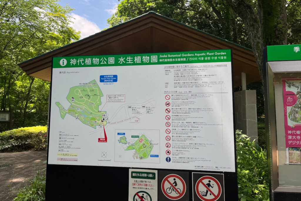 神代植物公園 水生植物園