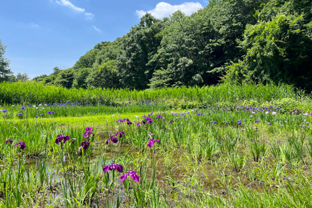 神代植物公園 水生植物園