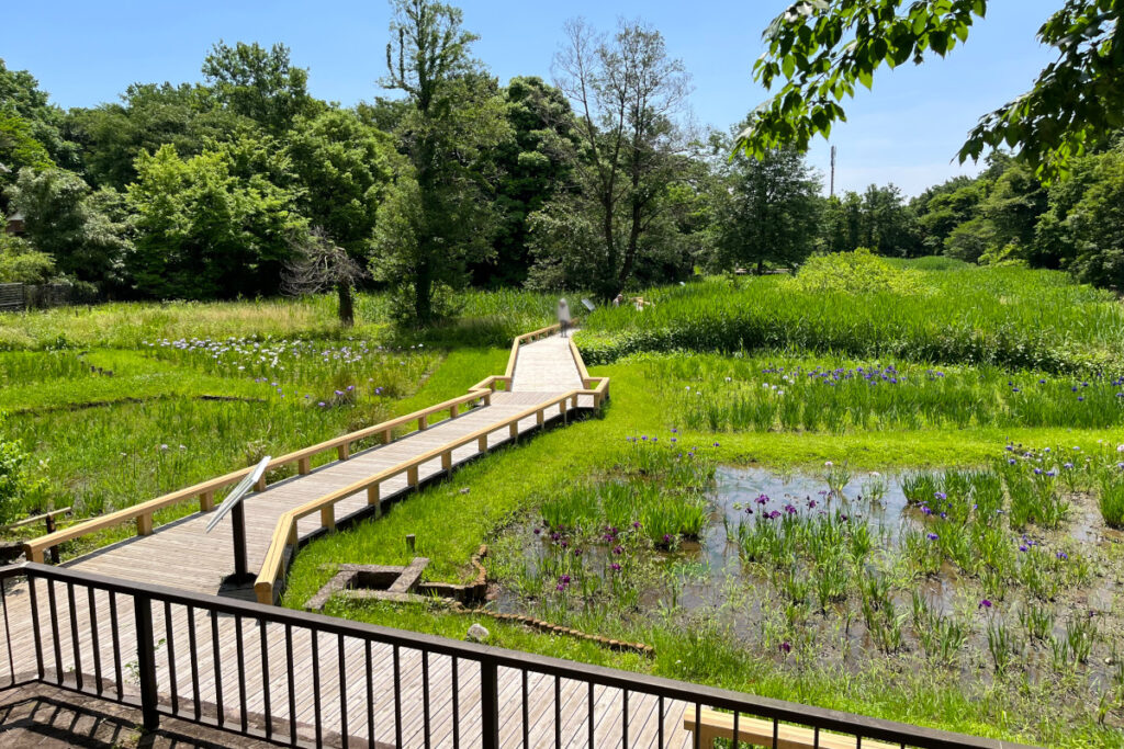 神代植物公園 水生植物園