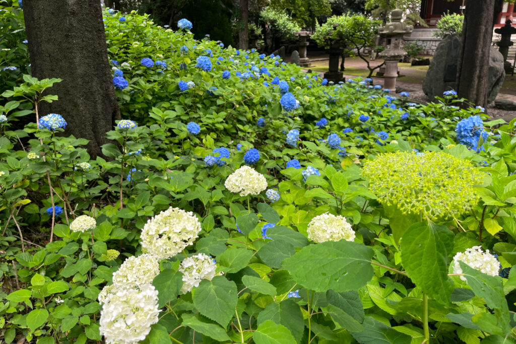 長命寺