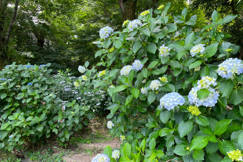 高幡不動尊
