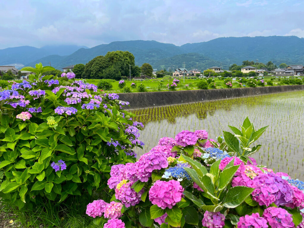 岡野あじさいの里
