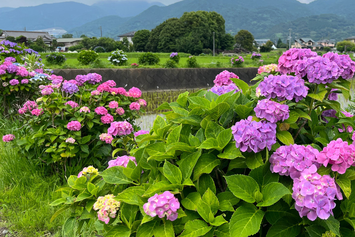 開成あじさいの里