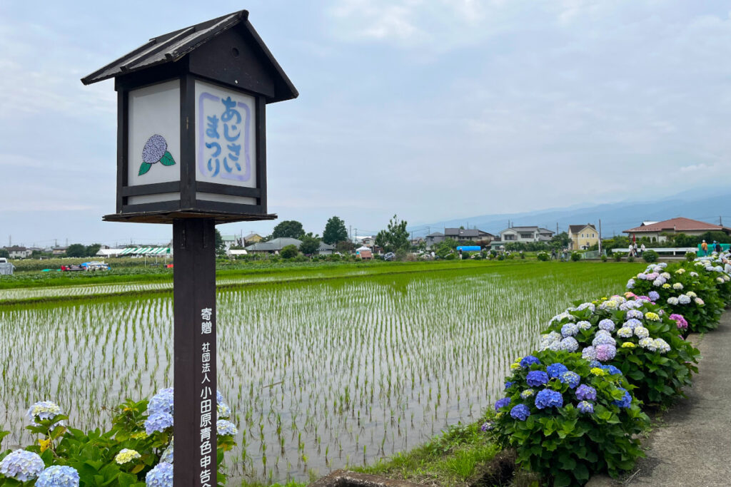 開成あじさいの里