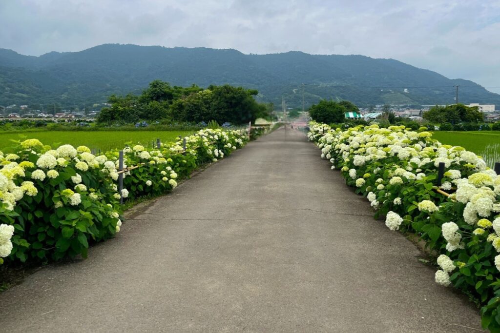 開成あじさいの里