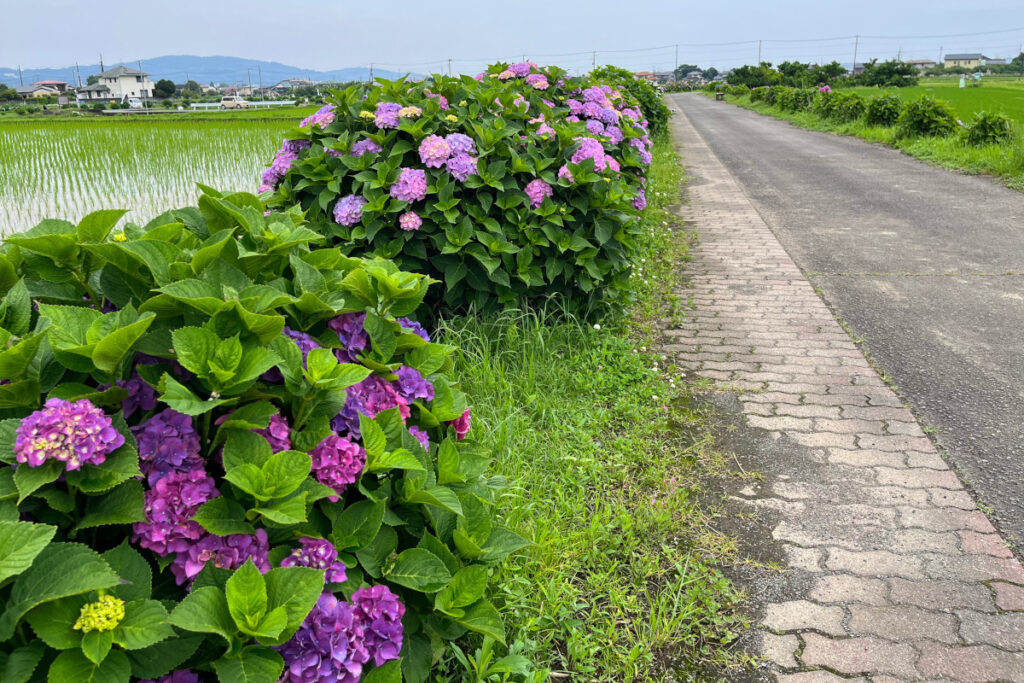 岡野あじさいの里