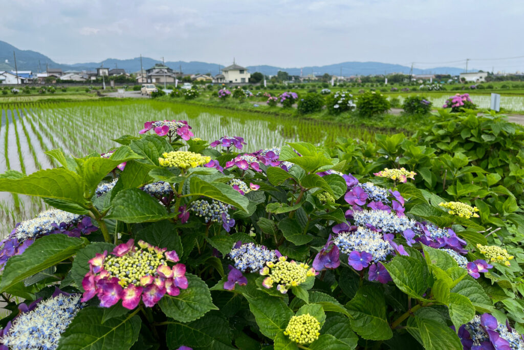 岡野あじさいの里