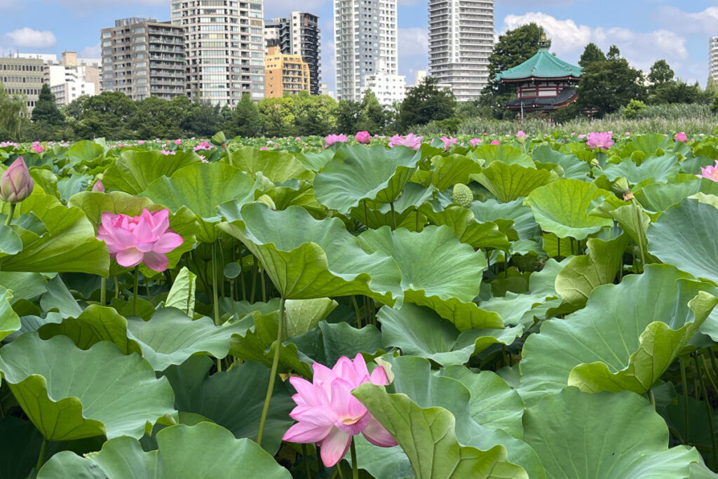 上野公園の蓮と不忍弁天堂
