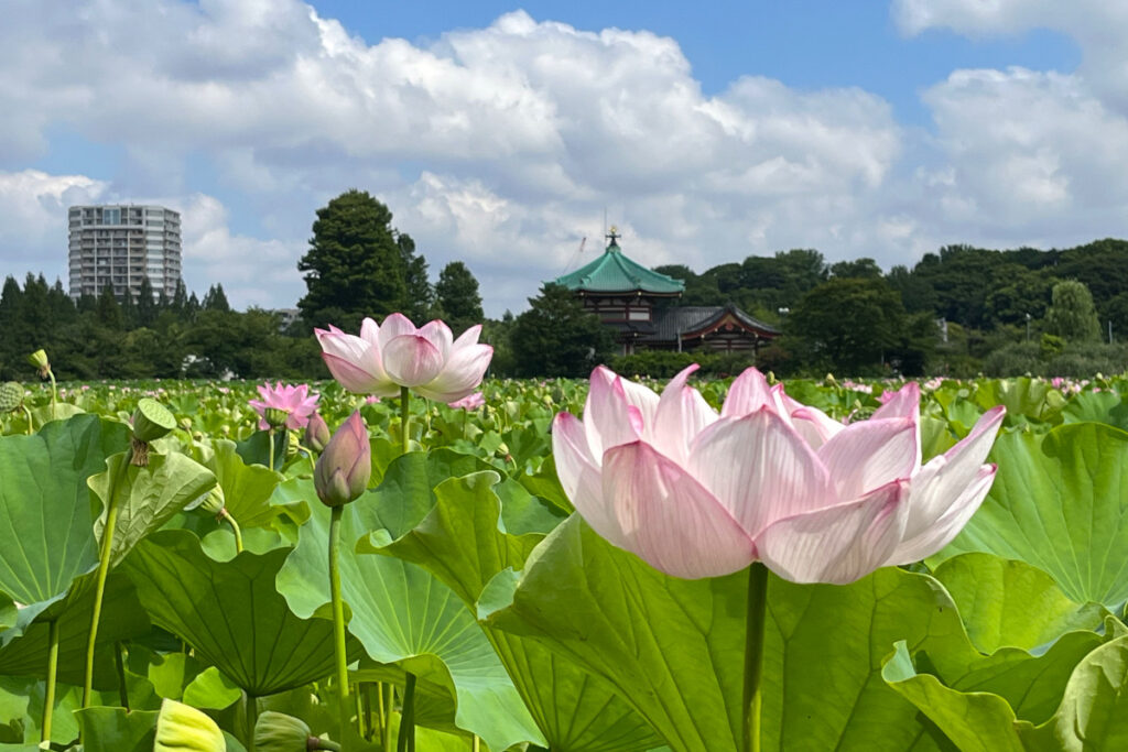 上野公園の蓮と不忍弁天堂