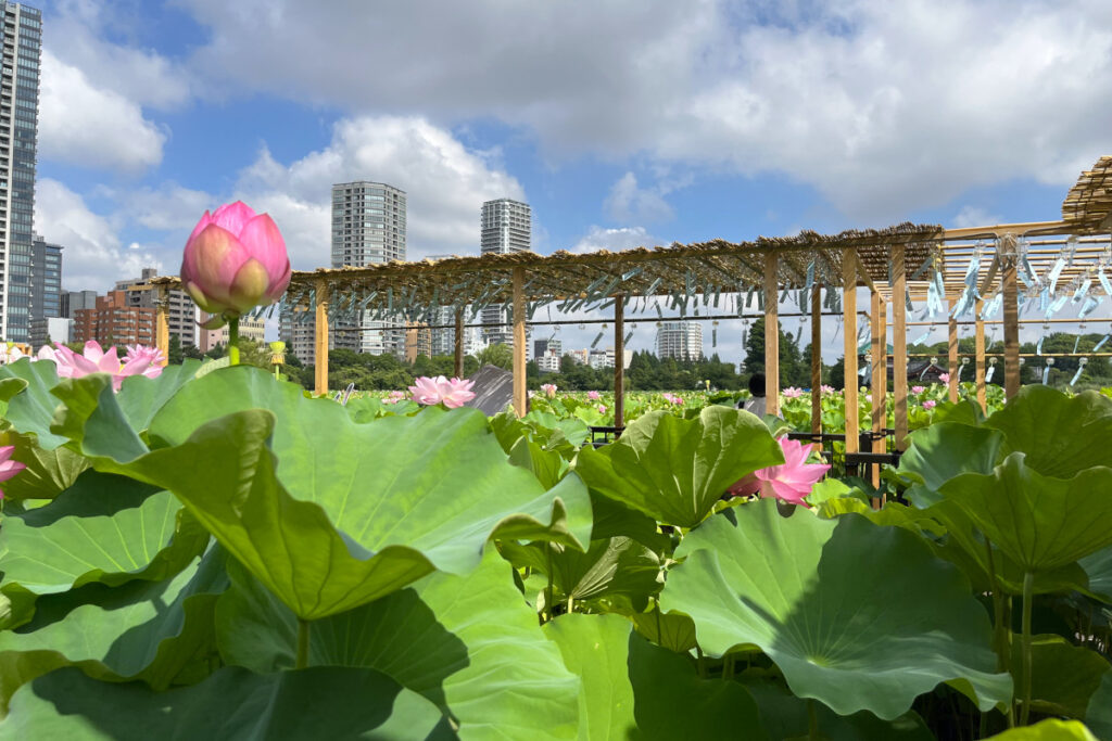 上野公園の蓮と風鈴