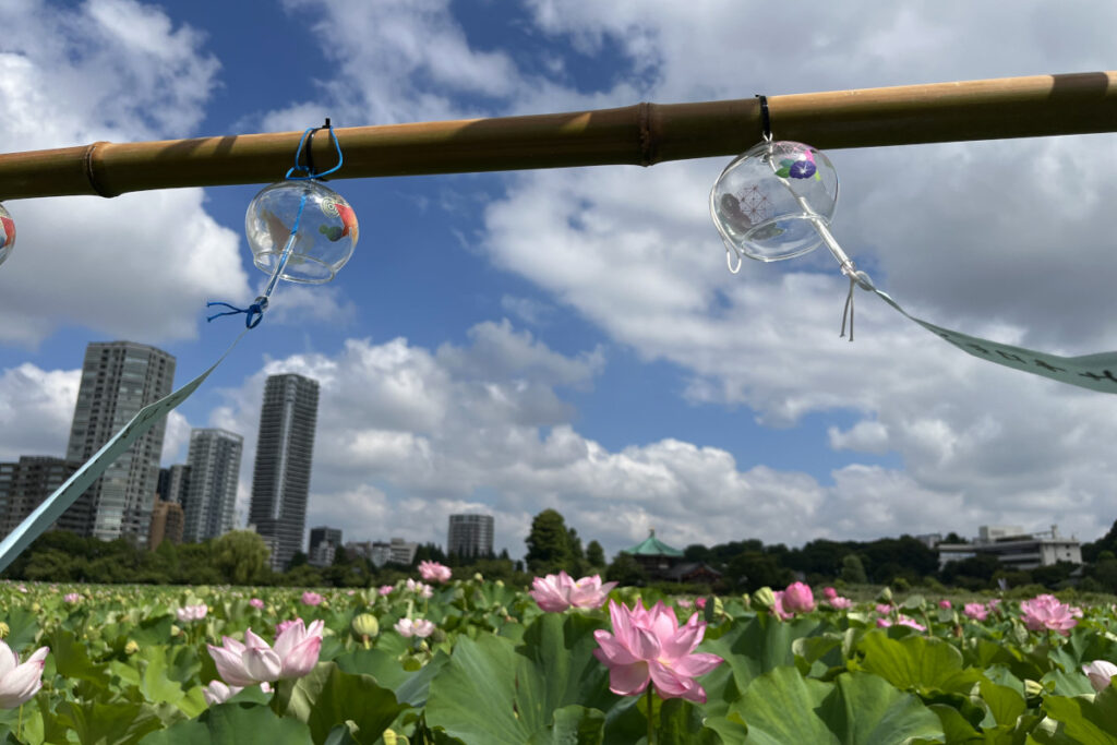 上野公園の蓮と風鈴