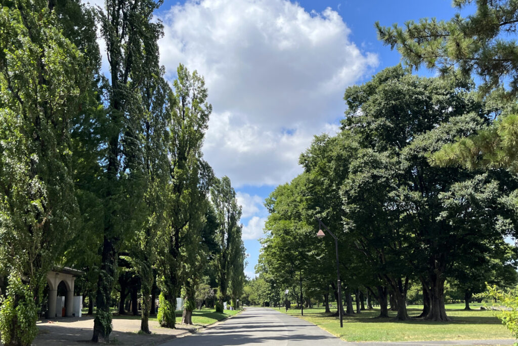水元公園のポプラ並木