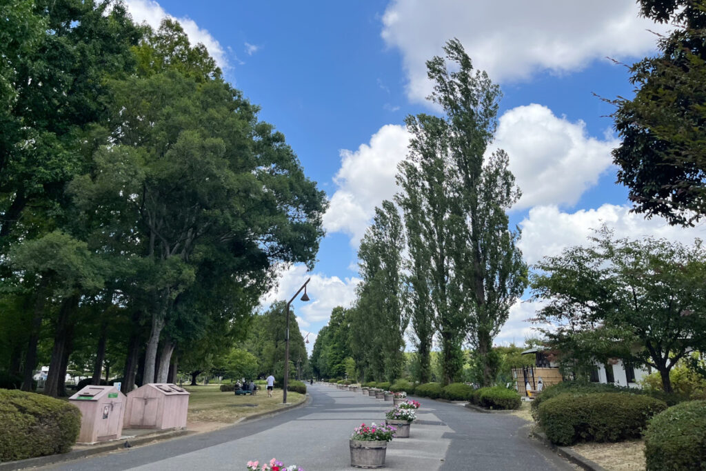 水元公園のポプラ並木
