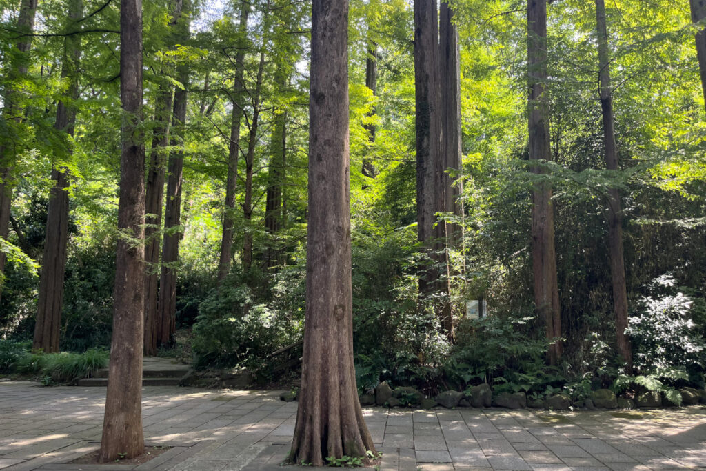 生田緑地メタセコイア林