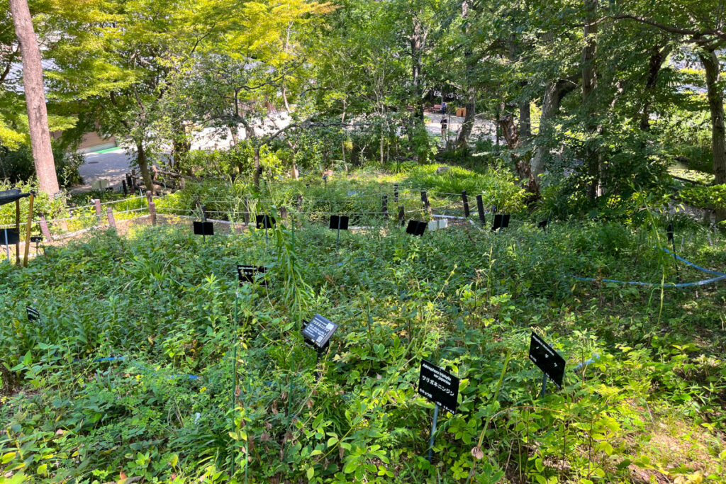 赤塚植物園