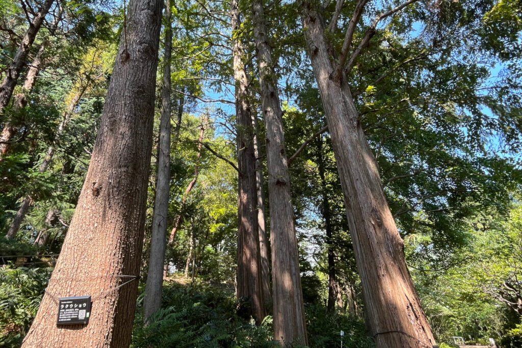 赤塚植物園