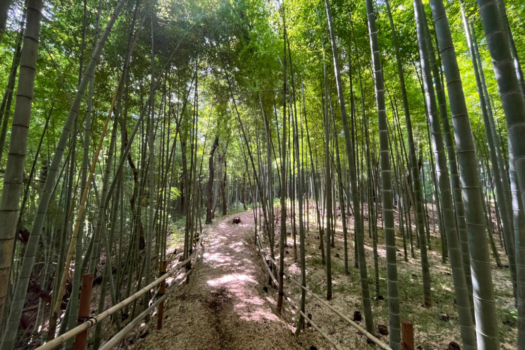 小野路　竹林