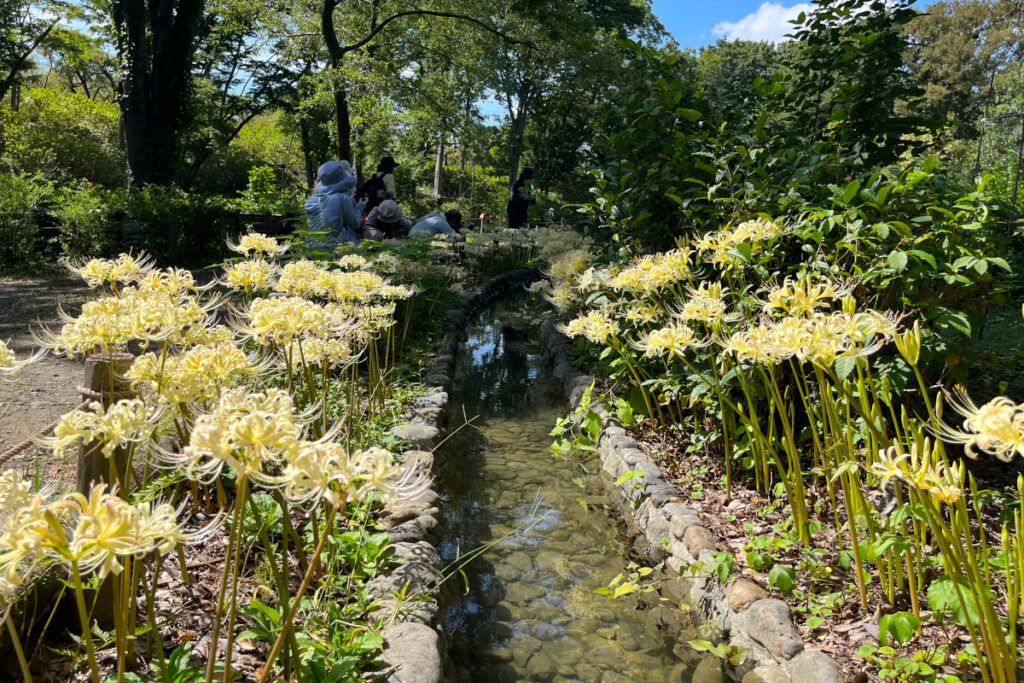 郷土の森博物館　彼岸花