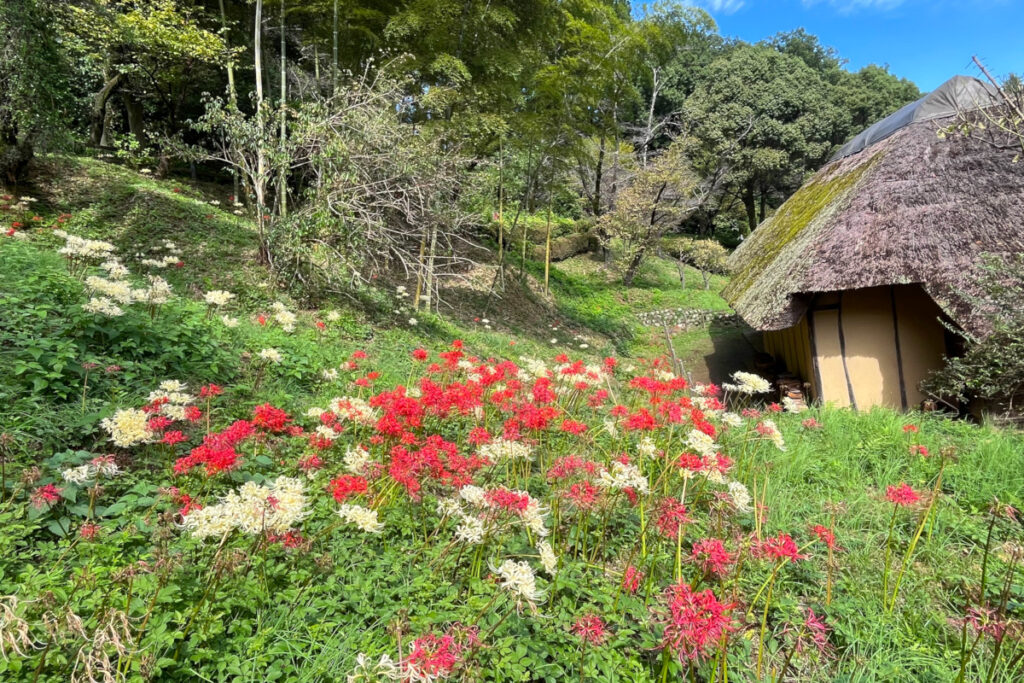 薬師池公園