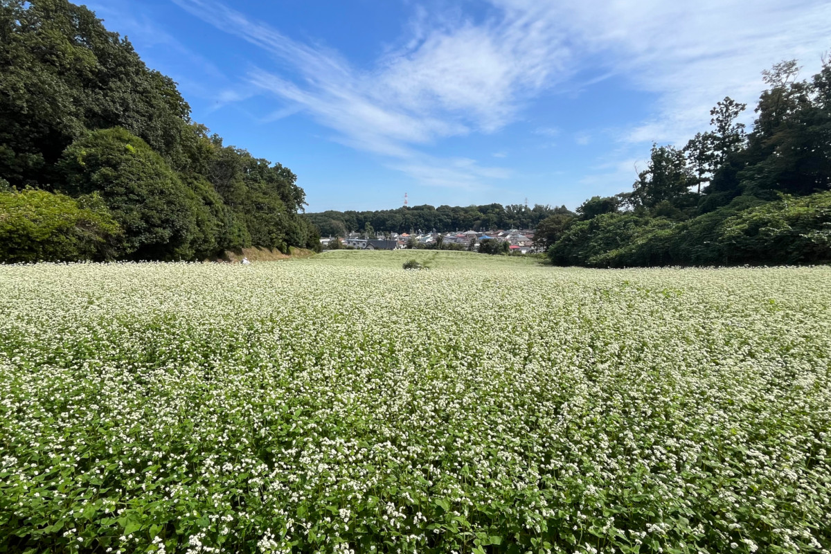 町田市そば畑