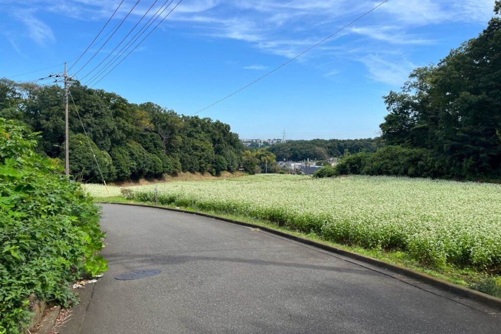 町田市そば畑