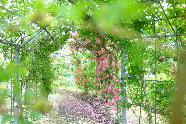 平成の森公園で日本一長いバラのトンネルを抜ける