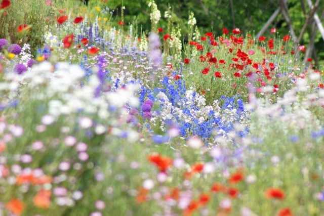 里山ガーデンで夢のような花の世界へ