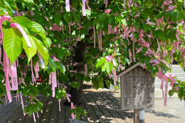 桜神宮の「えんむすびの木」