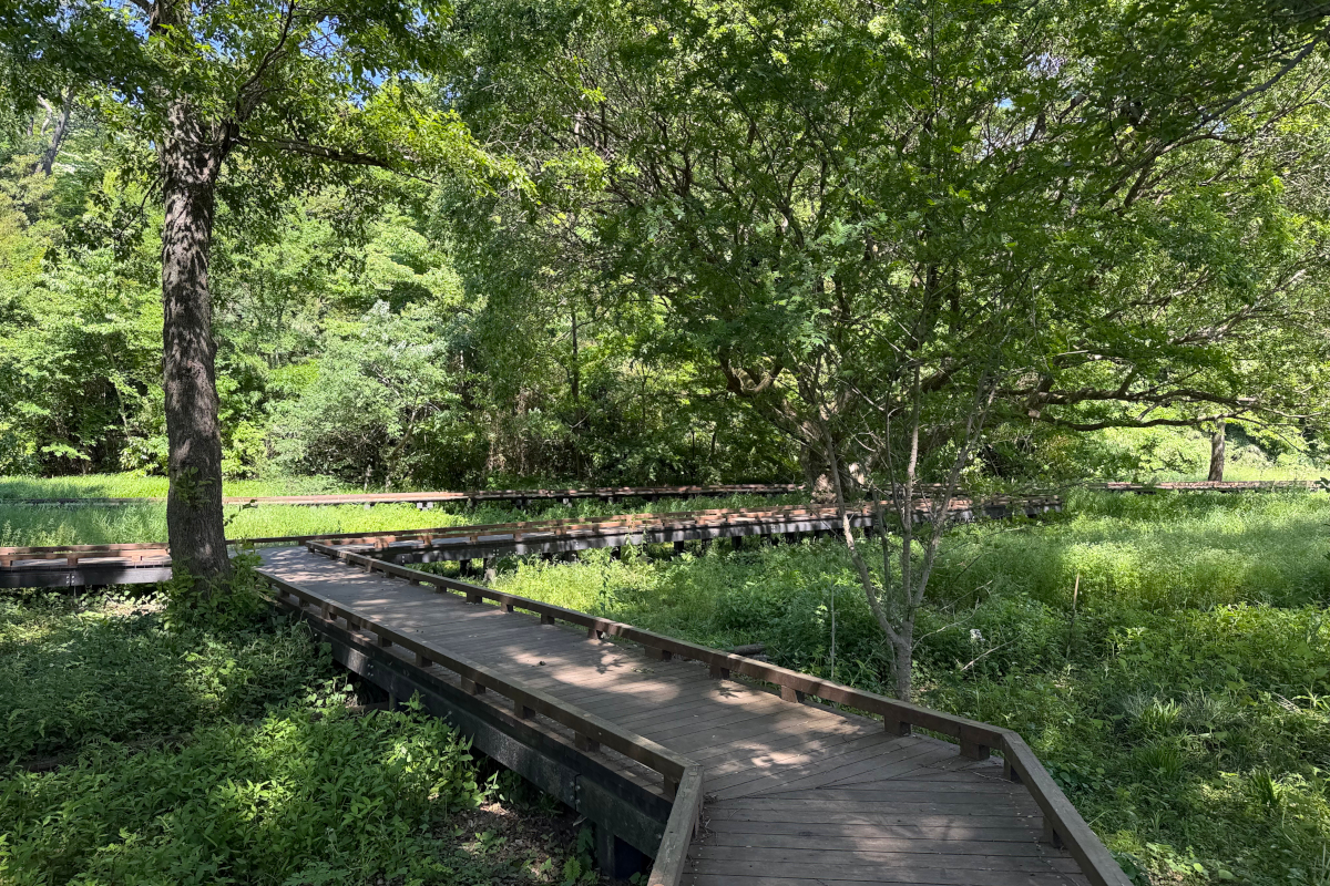 野川公園「自然観察園」