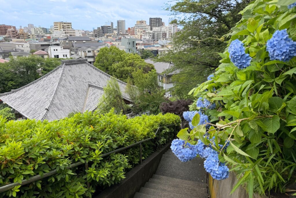 養源寺 紫陽花ロード