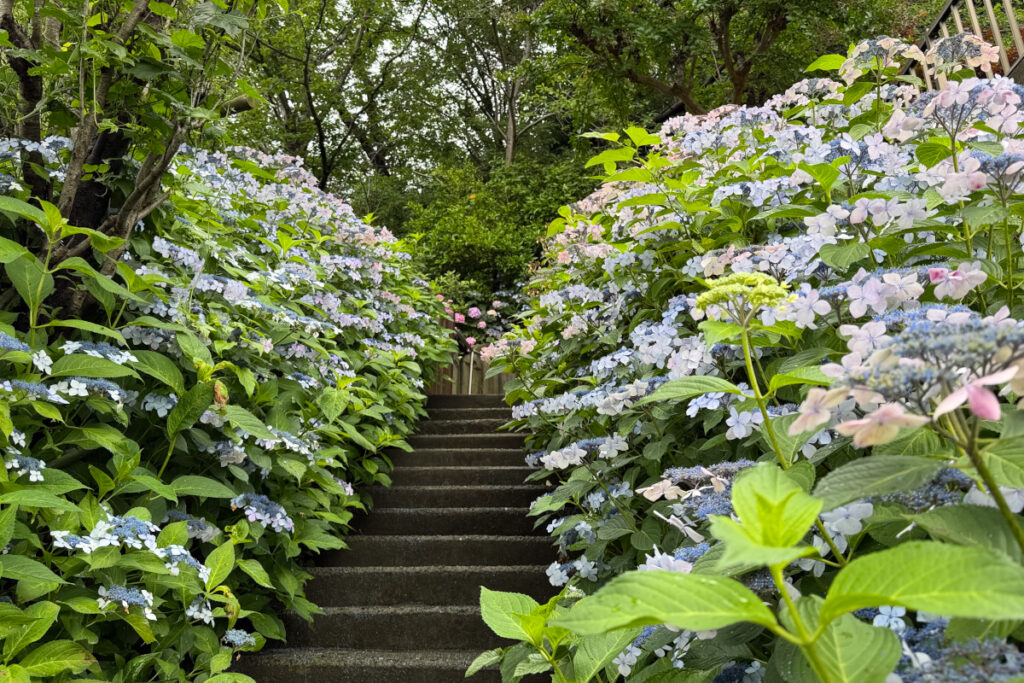 養源寺 紫陽花ロード