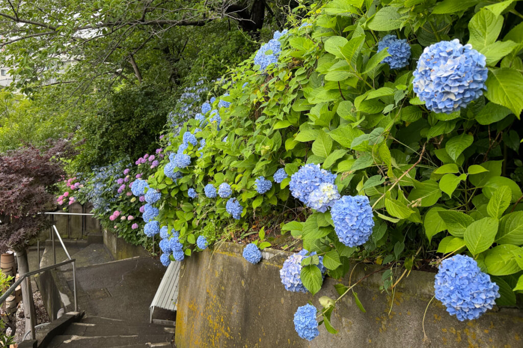 養源寺 紫陽花ロード